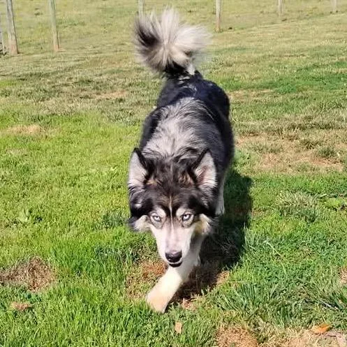 An adult medium-sized female Black Husky dog named Solar for adoption in Fredericksburg, VA