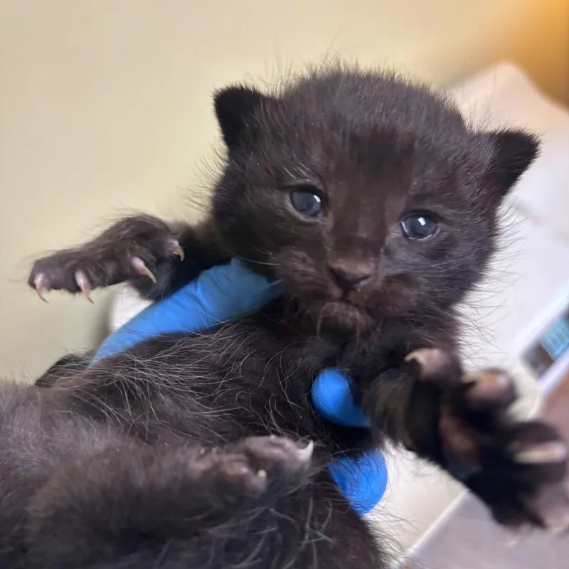 A baby small-sized female Black Domestic Short Hair cat named Wendy for adoption in Newark, DE