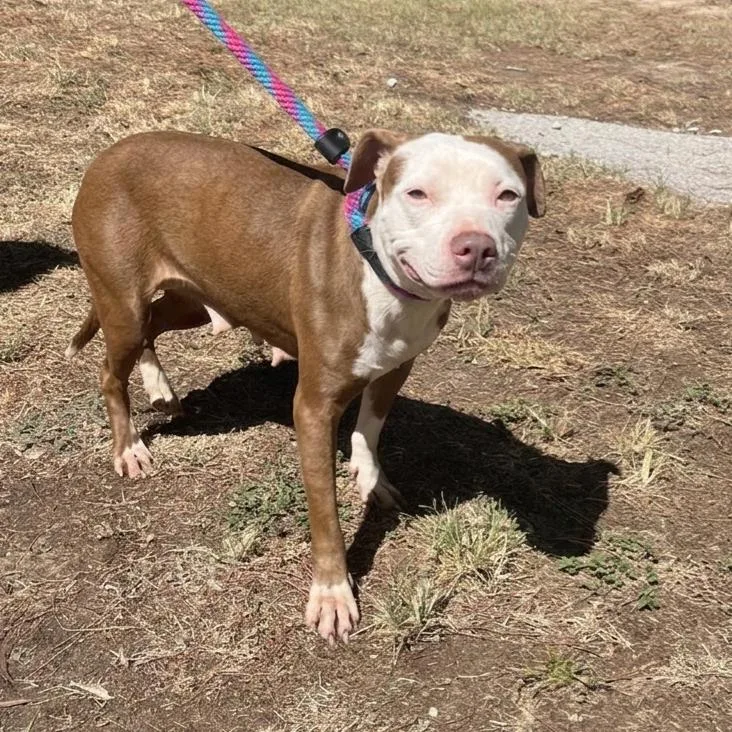 A young medium-sized female Brown / Chocolate Pit Bull Terrier dog named Mary Belle for adoption in Palestine, TX