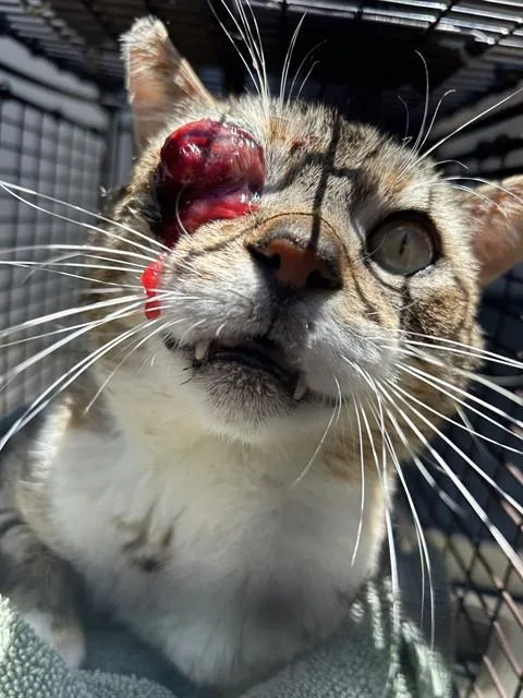 An adult medium-sized male Domestic Short Hair cat named Olaf for adoption in Sacramento, CA