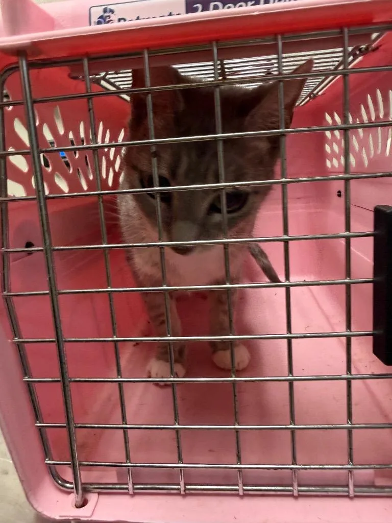 A young medium-sized female Domestic Short Hair cat named plan bFactory Recall for adoption in Rome, GA