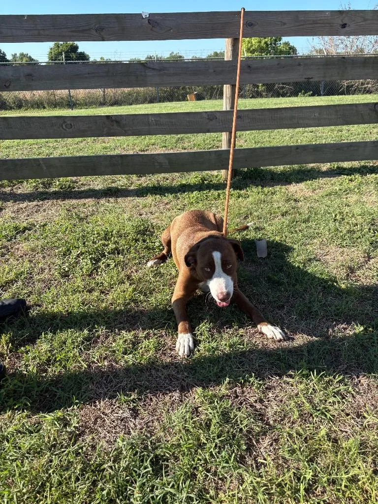 A young medium-sized female Terrier dog named Tara for adoption in Wauchula, FL