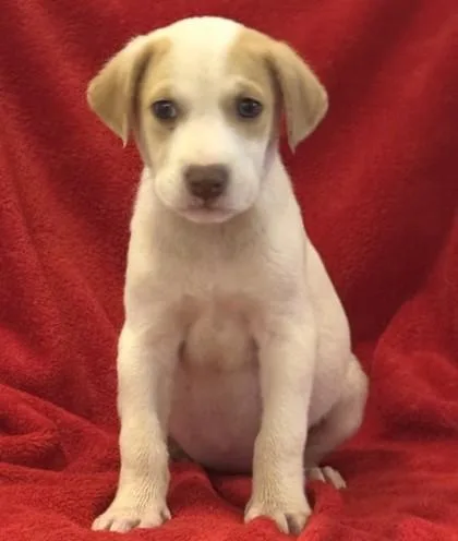 A baby medium-sized female Retriever dog named Sundae Rose for adoption in Madison, NJ