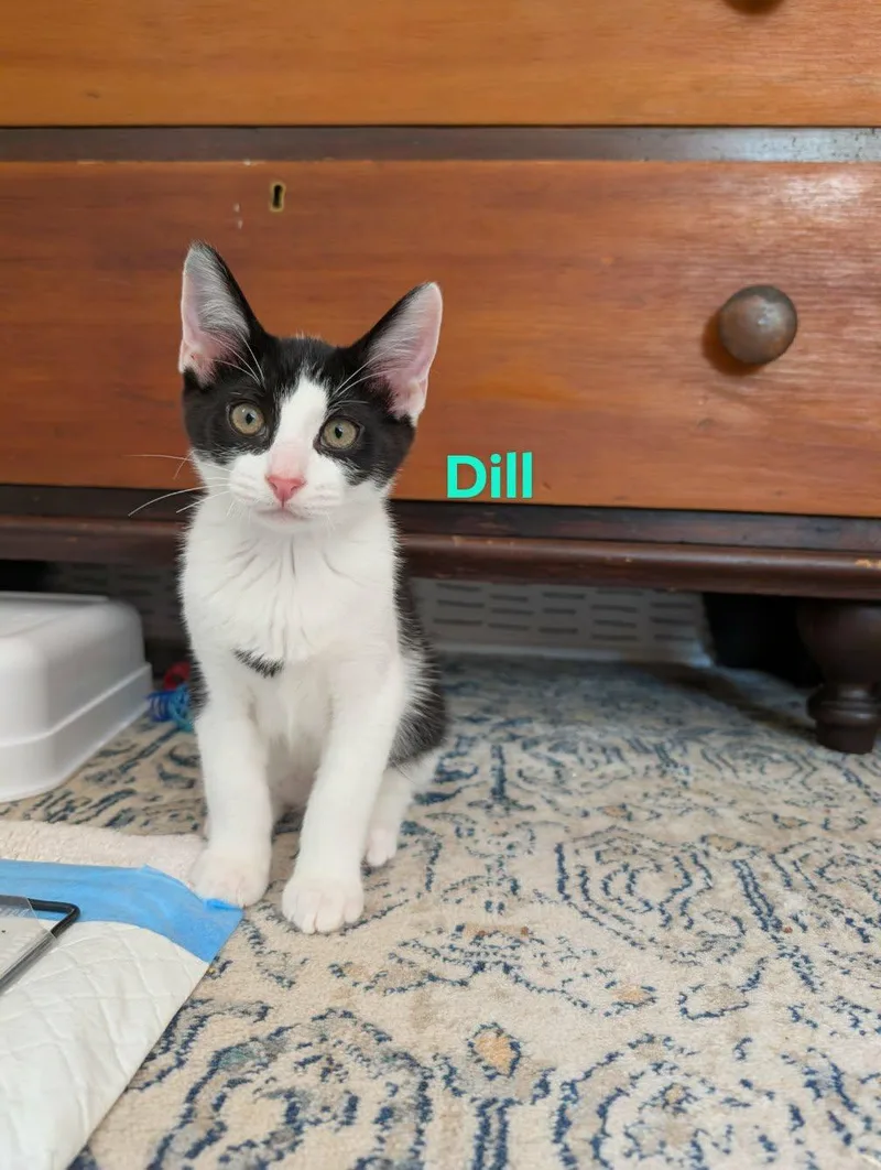 A baby medium-sized male Black & White / Tuxedo Domestic Short Hair cat named Dill for adoption in Champaign, IL