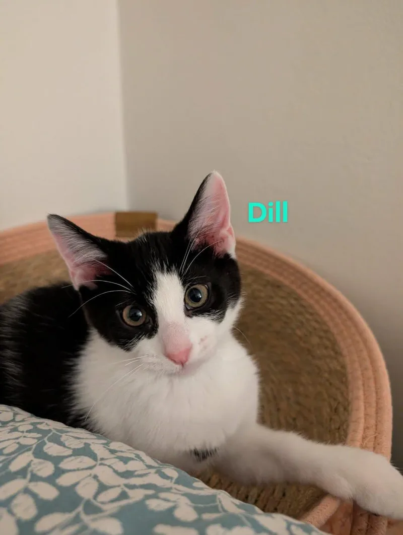 Dill thumbnail 3