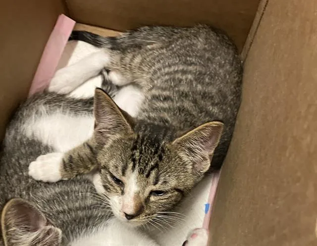 A baby small-sized male Domestic Short Hair cat named Cassowarie for adoption in Long Beach, CA