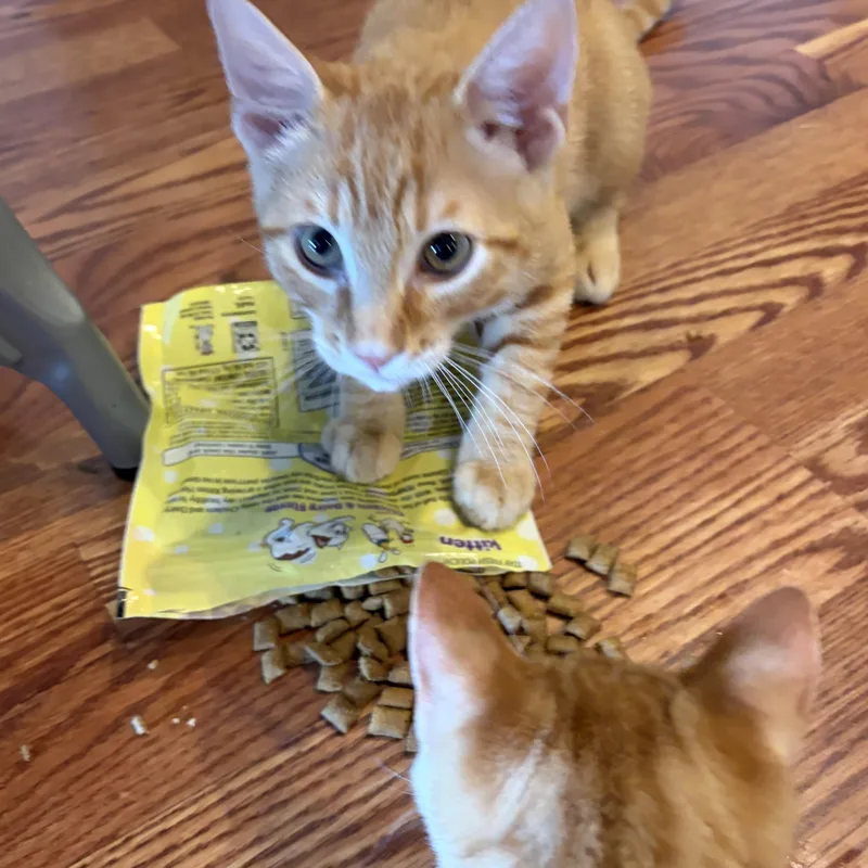 A baby medium-sized male Tabby (Orange / Red) Domestic Short Hair cat named Zeb INDOOR ONLY for adoption in Stockton, CA