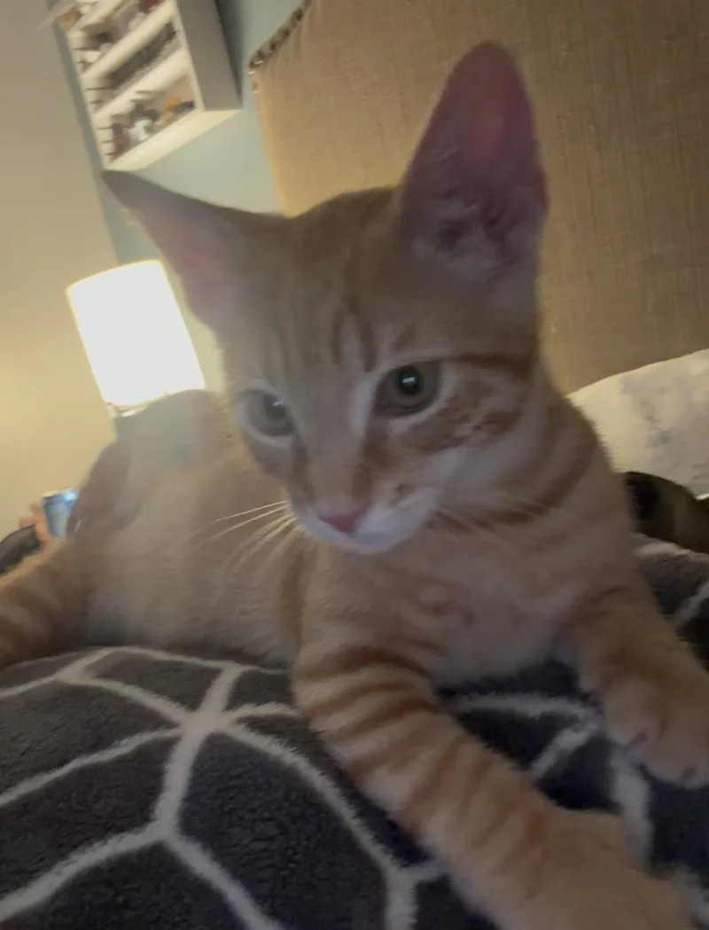 Zeb INDOOR ONLY thumbnail 2