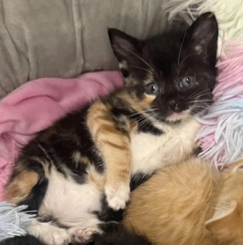 A baby small-sized male Domestic Short Hair cat named Rusty & Madison for adoption in Ardsley, NY
