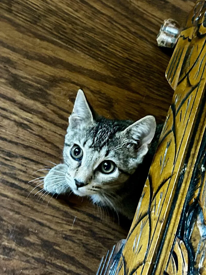 A young medium-sized female Tabby cat named Hattie Maekk for adoption in White Bluff, TN