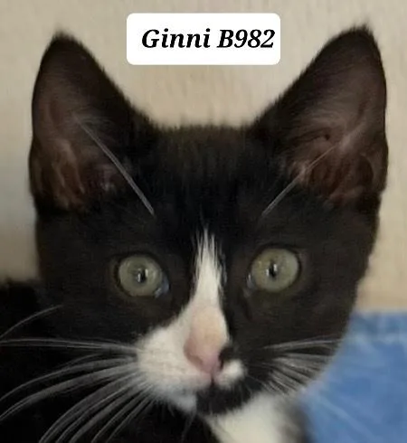 A young medium-sized female Black Domestic Short Hair cat named Ginni for adoption in Morganton, NC