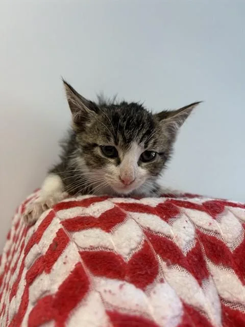 A baby small-sized male Domestic Short Hair cat named Batman for adoption in Castaic, CA