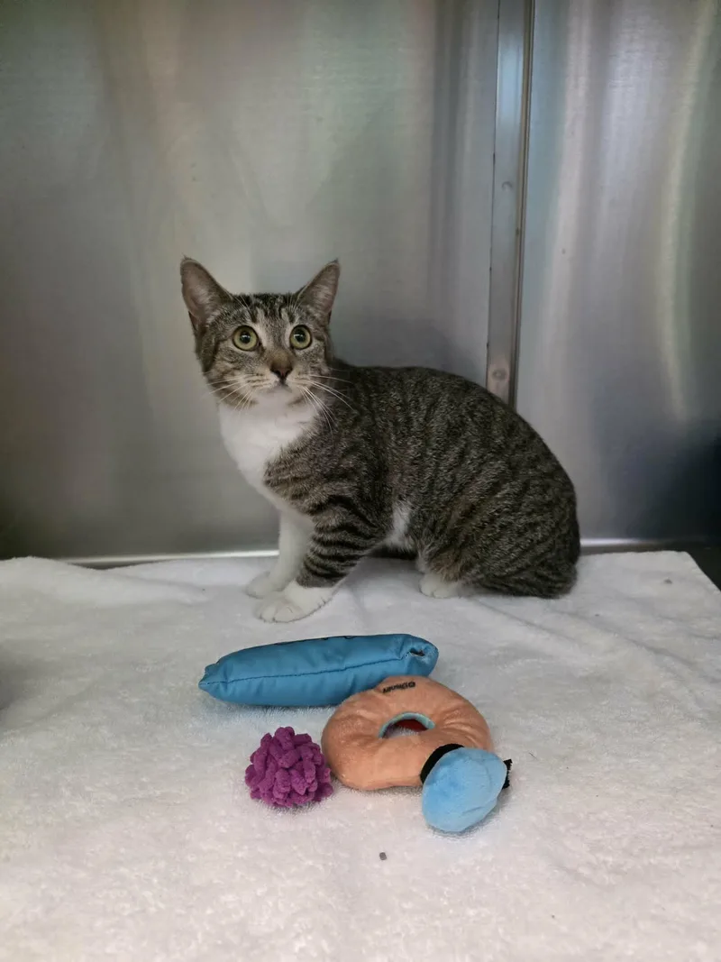 An adult medium-sized female Tabby (Buff / Tan / Fawn) Domestic Short Hair cat named Jessica for adoption in Umatilla, FL