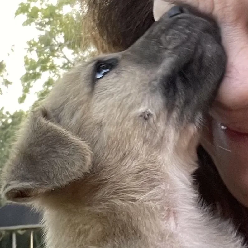 A baby medium-sized female Bicolor German Shepherd Dog named Skylar for adoption in Liverpool, TX