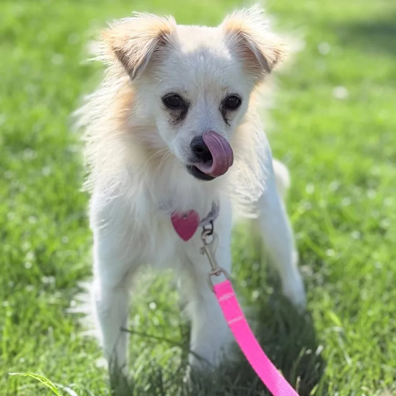 A young small-sized female Mixed Breed dog named Marshmallow for adoption in Medford, OR
