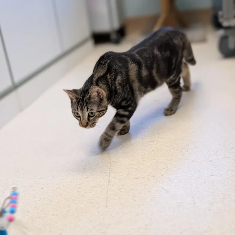 An adult medium-sized male Brown / Chocolate Domestic Short Hair cat named Bumble for adoption in Toledo, OH