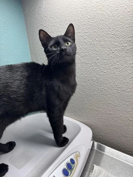 A baby small-sized male Domestic Short Hair cat named Toothless for adoption in Sherwood, OR