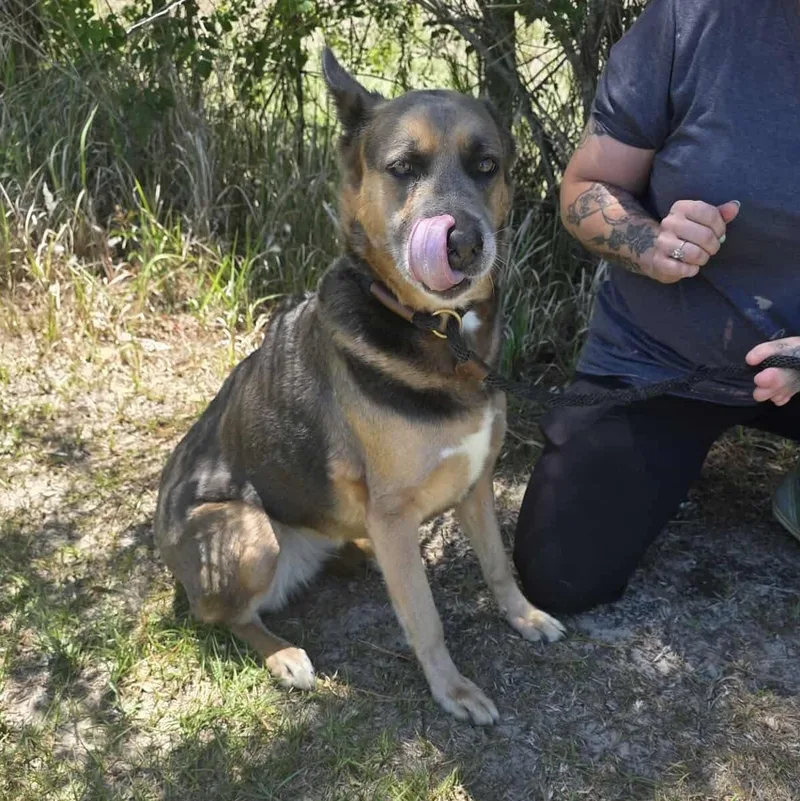 An adult medium-sized female Bicolor German Shepherd Dog dog named Gia for adoption in Foley, AL