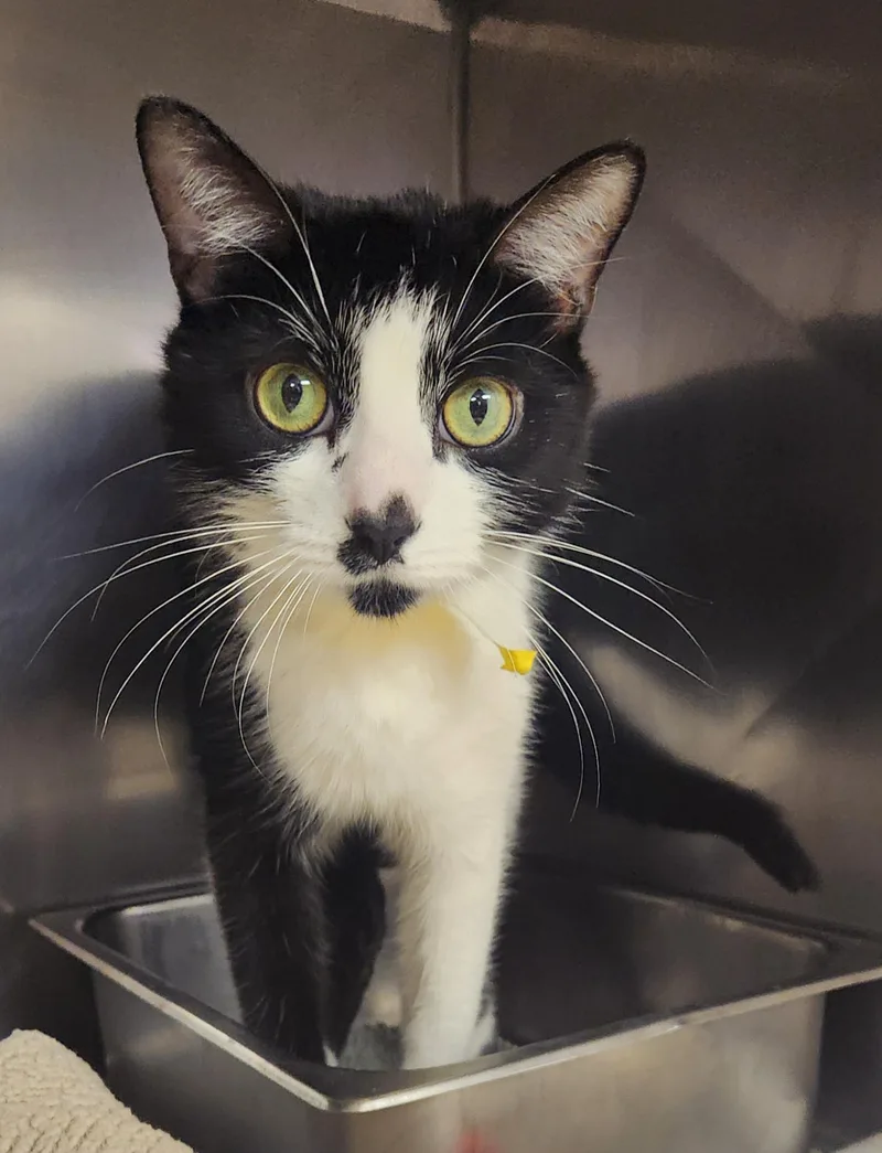 An adult medium-sized male Black & White / Tuxedo Domestic Short Hair cat named Bruce Wayne for adoption in Clayton, NJ