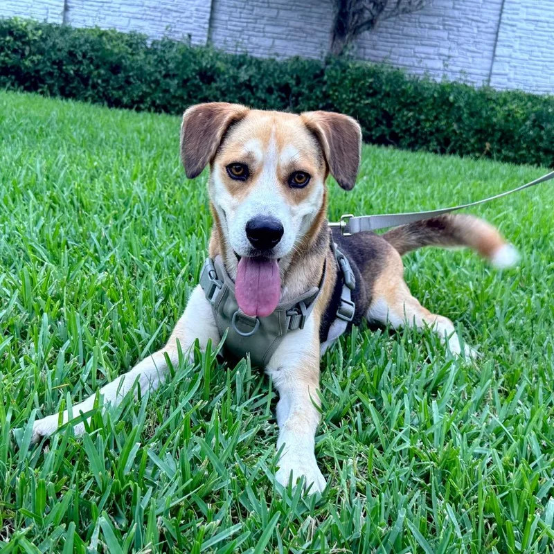 Ringo