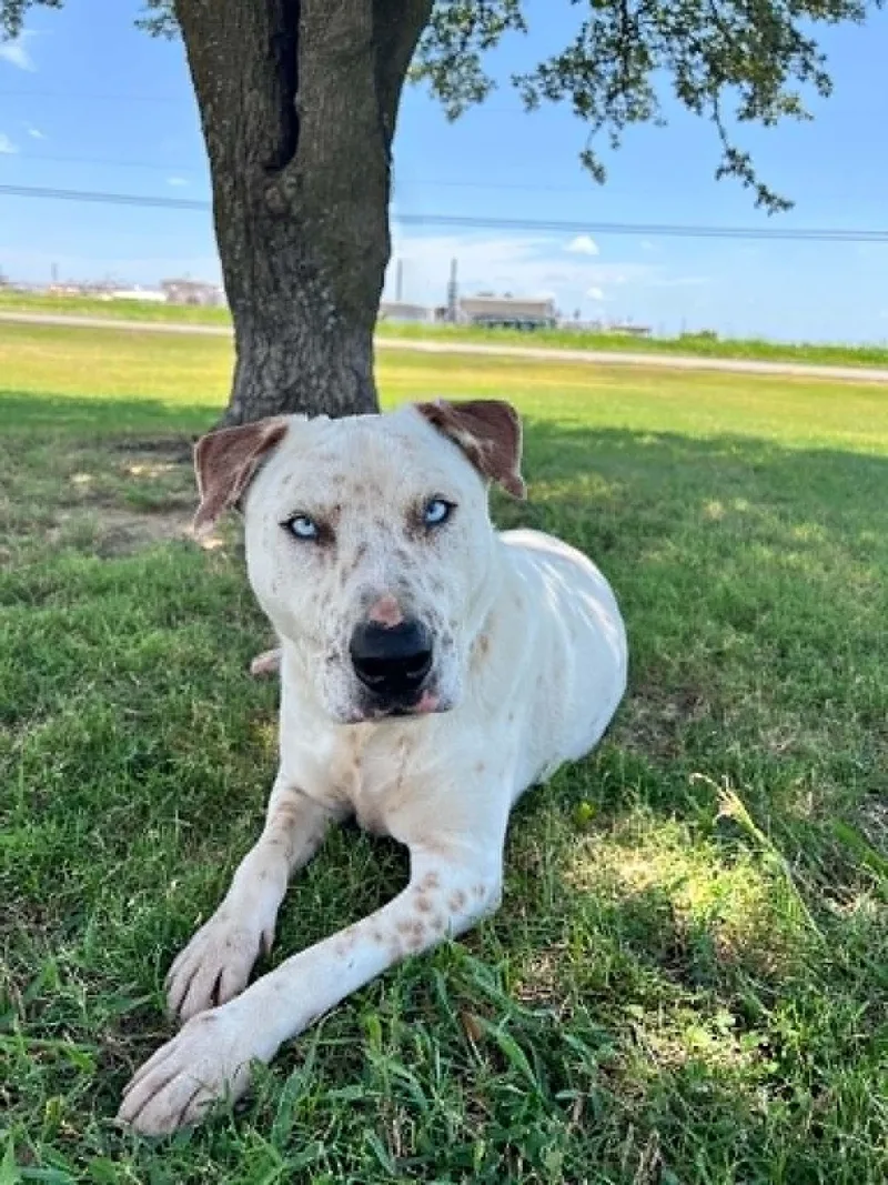 An adult large-sized male White / Cream Bull Terrier dog named Hansel for adoption in Cleburne, TX