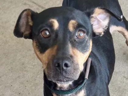 An adult medium-sized female Bicolor Mixed Breed dog named Kuhli for adoption in Georgetown, TX