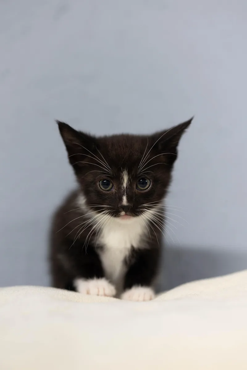 A baby medium-sized male Domestic Long Hair cat named Tango for adoption in Talbott, TN