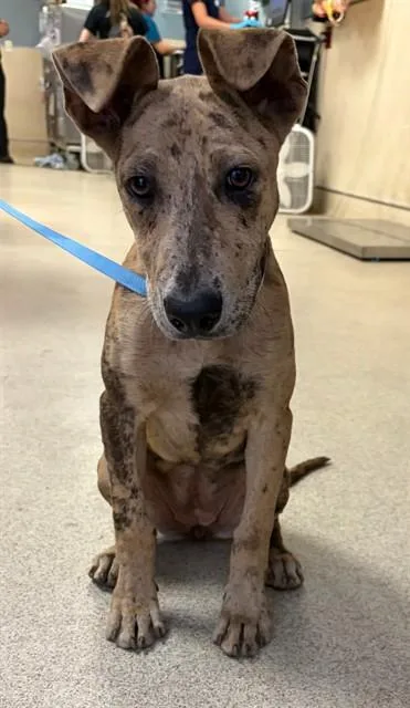 A baby small-sized female Catahoula Leopard Dog dog named Bbgrl for adoption in Riverside, CA