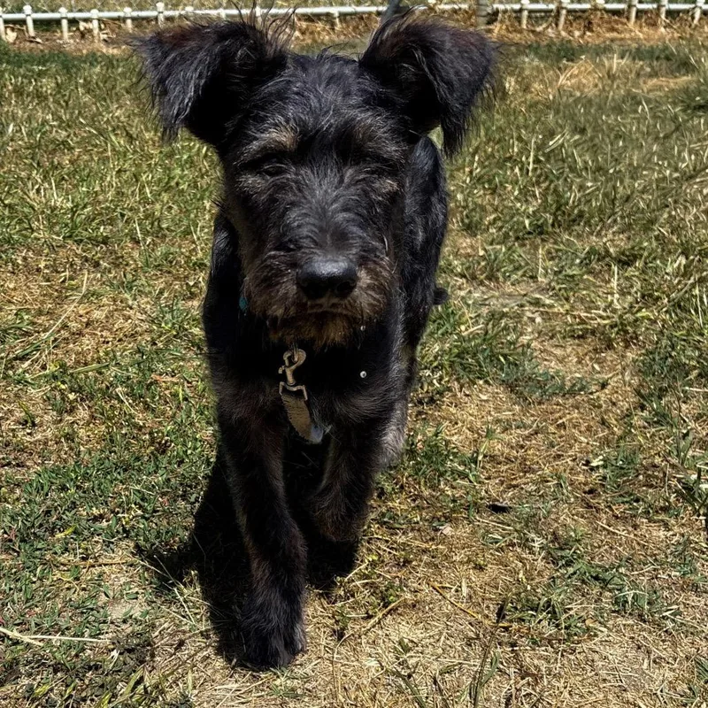 A young medium-sized male Brindle Poodle dog named Hairy Pawter for adoption in San Jacinto, CA