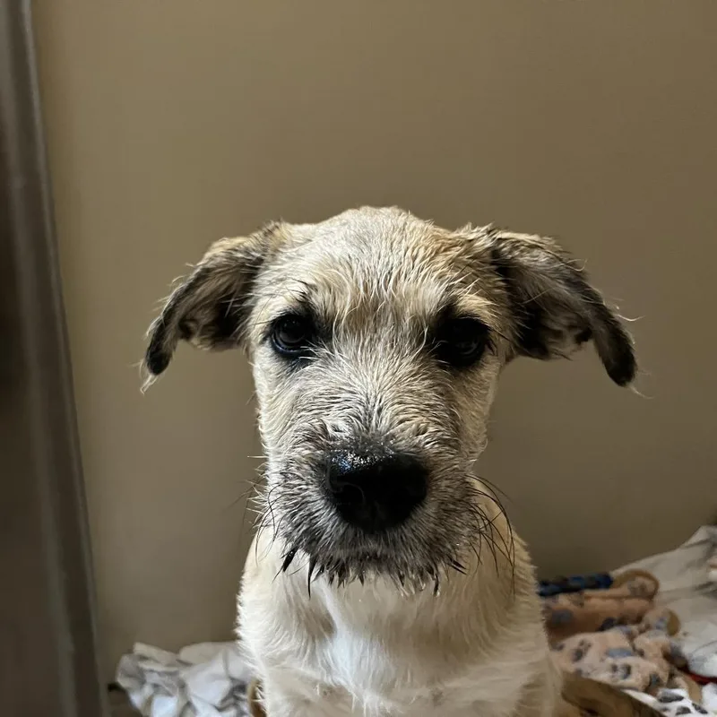 A baby small-sized male Yellow / Tan / Blond / Fawn Terrier dog named Dipper for adoption in Palm Springs, CA