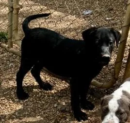 A baby medium-sized male Mixed Breed dog named Richard for adoption in West Chester, PA