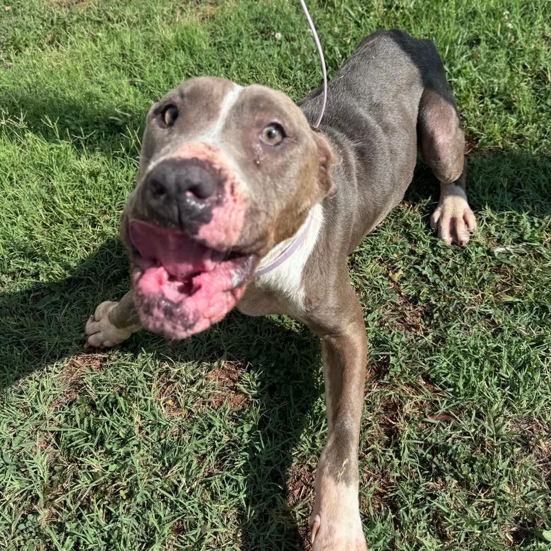 An adult large-sized female Gray / Blue / Silver Mixed Breed dog named Sunny for adoption in Winston-Salem, NC