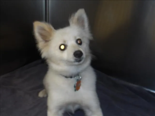 A young small-sized female Pomeranian dog named Leah for adoption in Los Angeles, CA