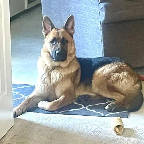 An adult small-sized male Apricot / Beige German Shepherd Dog dog named Archer for adoption in Chapel Hill, NC