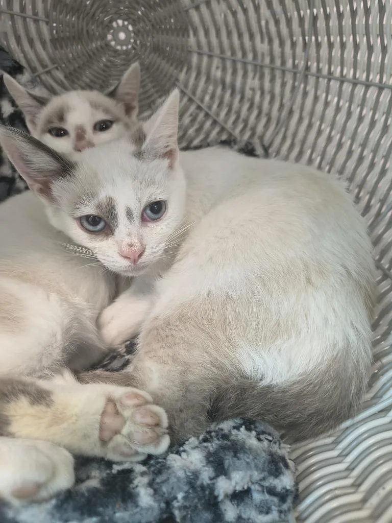 A baby medium-sized male Domestic Short Hair cat named Moe for adoption in Athens, TN