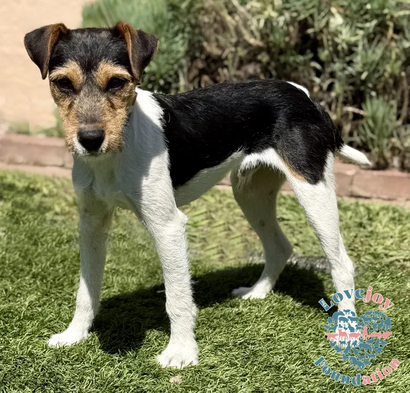 A baby small-sized male Tricolor (Brown, Black, & White) Jack Russell Terrier dog named Jack Coh for adoption in Inglewood, CA