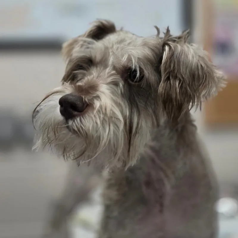 A young small-sized male Miniature Schnauzer dog named Nero for adoption in Huntsville, AL