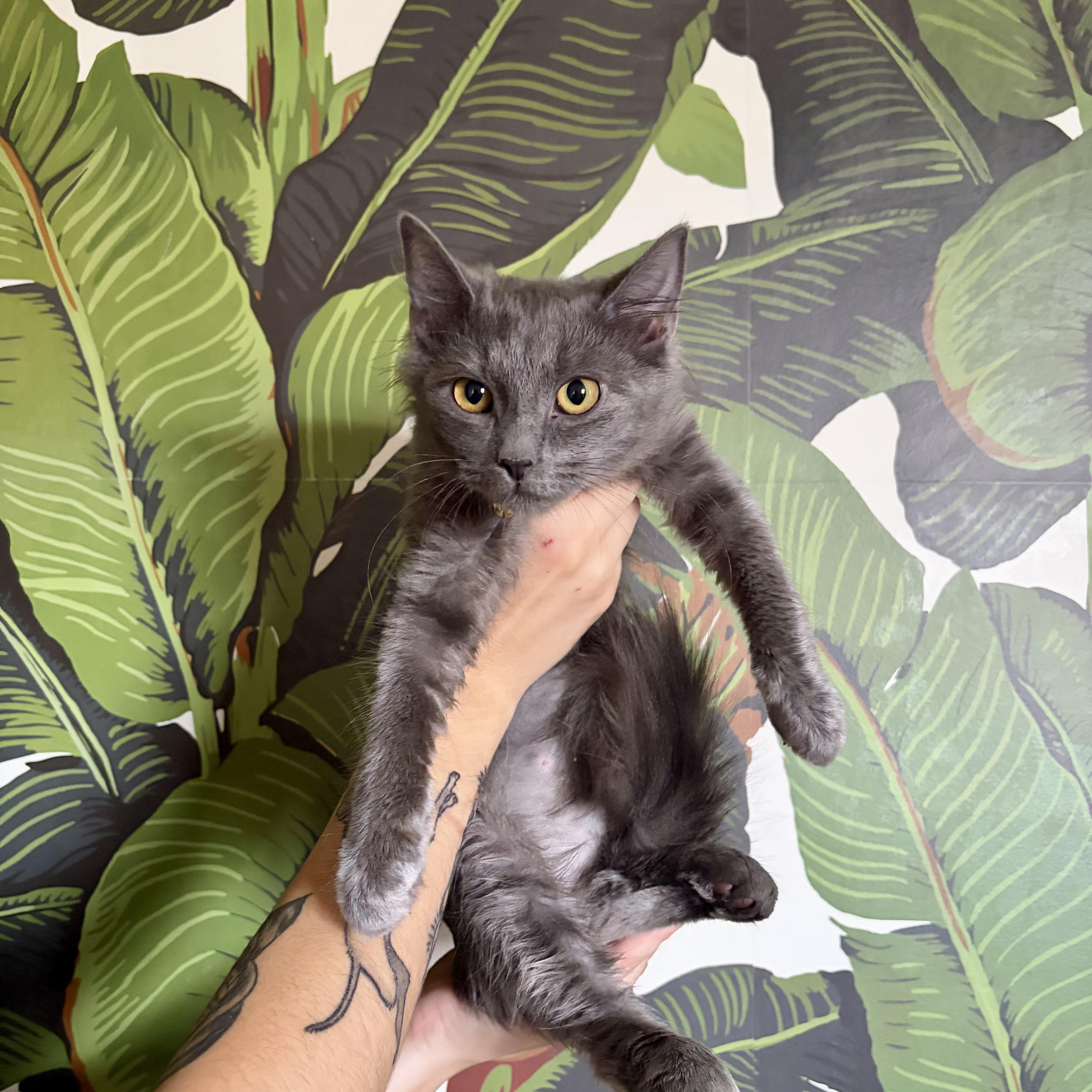 A baby small-sized female Domestic Medium Hair cat named Stiletto for adoption in Richmond, VA