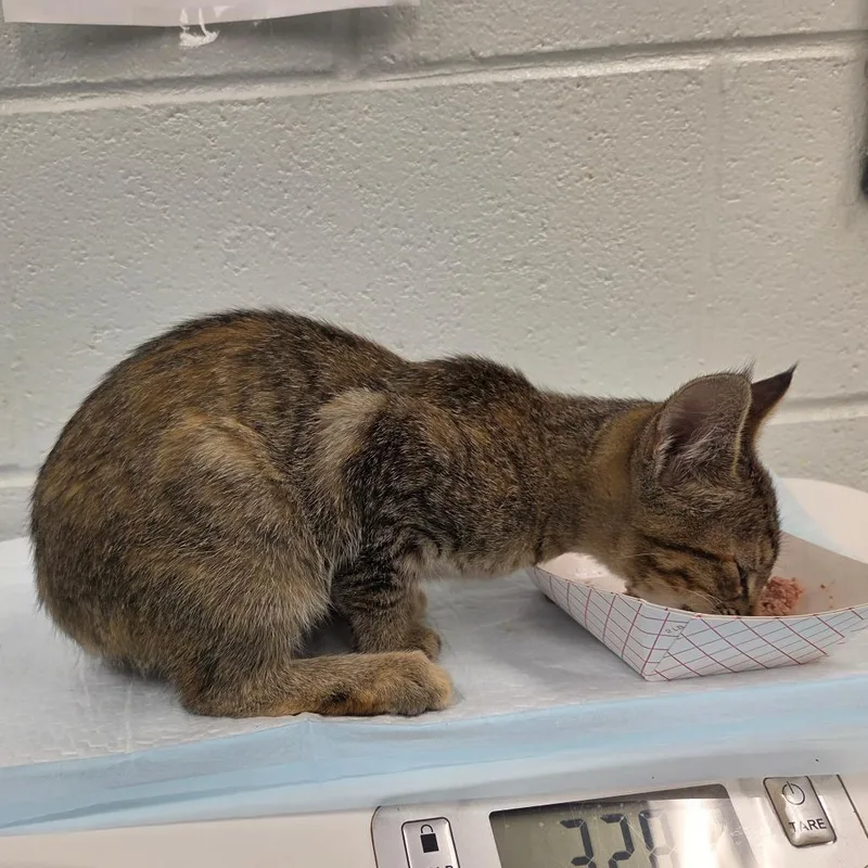 A baby small-sized female Torbie Domestic Short Hair cat named Rin for adoption in Chattanooga, TN