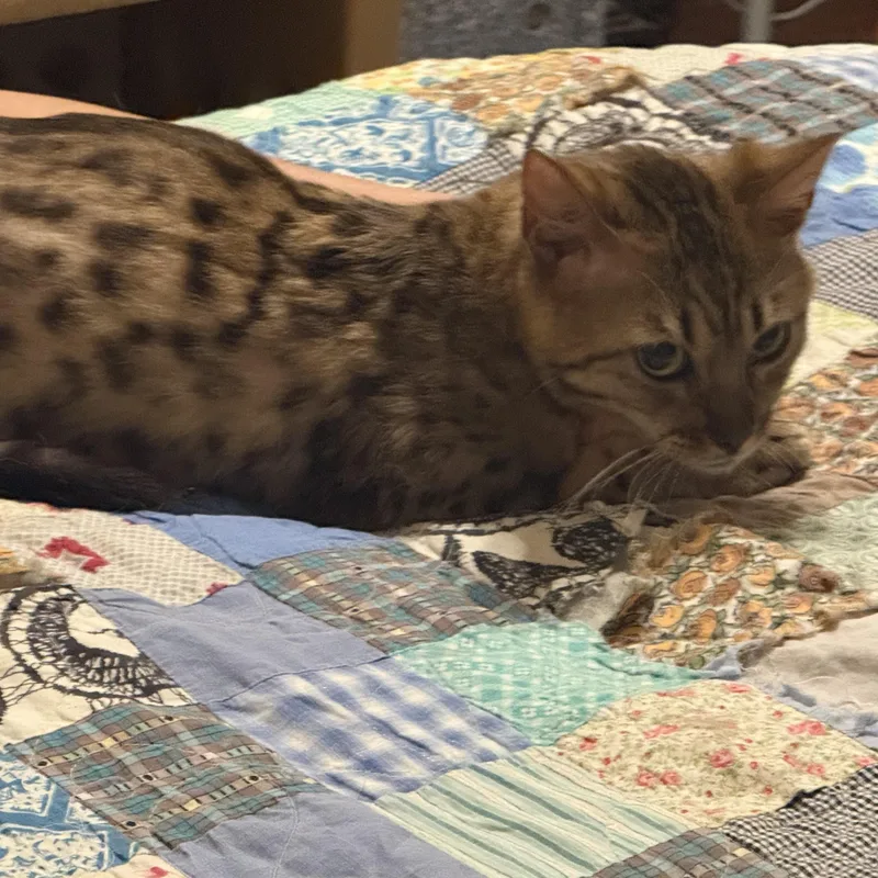 An adult medium-sized male Brown / Chocolate Bengal cat named Darhma for adoption in Hartford, KY