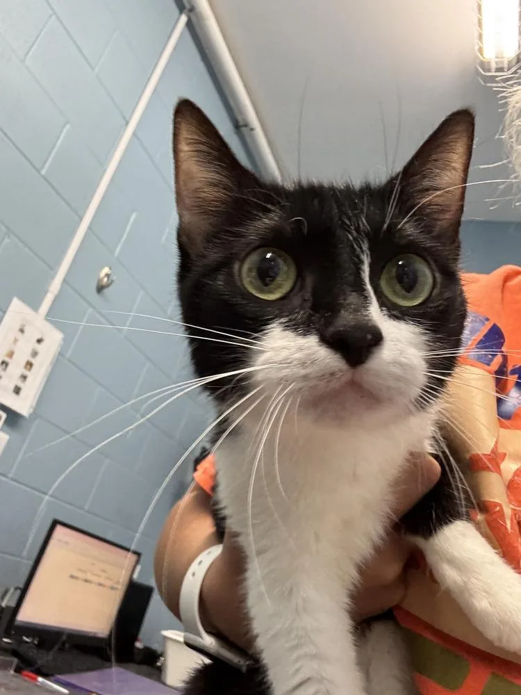 An adult small-sized female Black & White / Tuxedo Domestic Short Hair cat named Padma for adoption in Evansville, IN