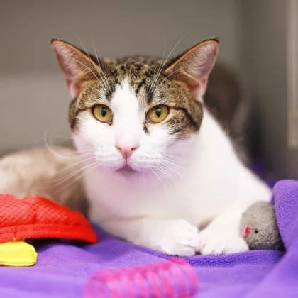 An adult small-sized male White American Bobtail cat named Rocky for adoption in Atlanta, GA