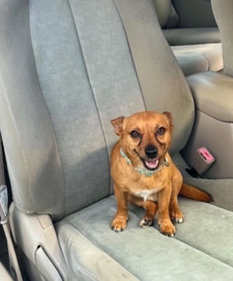 An adult small-sized male Chihuahua dog named Toby for adoption in Homer Glen, IL