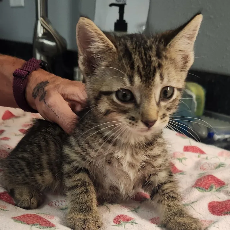 A baby small-sized male Brown / Chocolate Domestic Short Hair cat named London for adoption in Brighton, MO