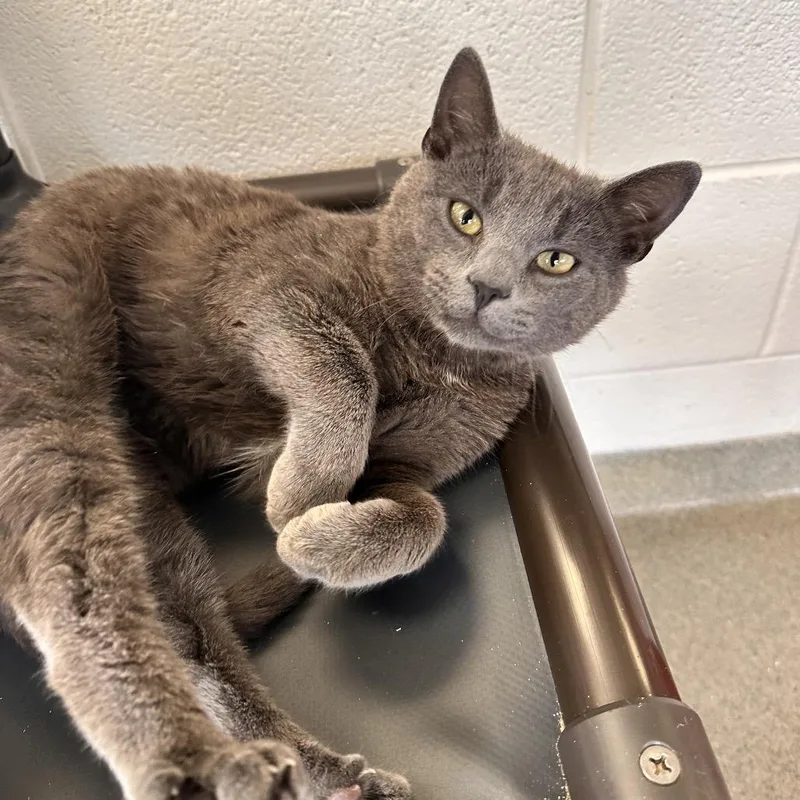 A young medium-sized male Gray / Blue / Silver Domestic Short Hair cat named Skedaddle for adoption in Rocky Mount, VA