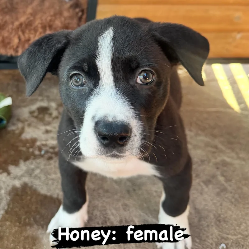 A baby large-sized female Pit Bull Terrier dog named Honey for adoption in Lincoln, CA