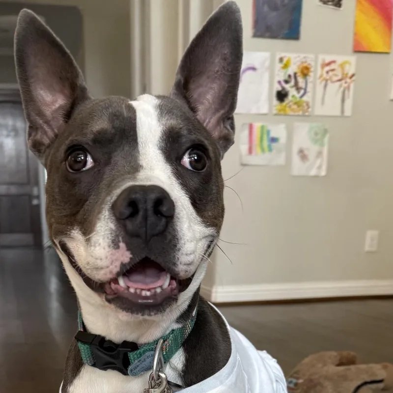 A young medium-sized male Pit Bull Terrier dog named Gerby for adoption in Dallas, TX