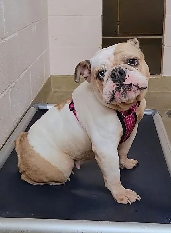 An adult small-sized female English Bulldog dog named Cronut for adoption in Millersville, MD