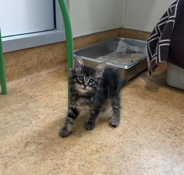 A baby small-sized female Domestic Medium Hair cat named Corazon for adoption in Dublin, CA