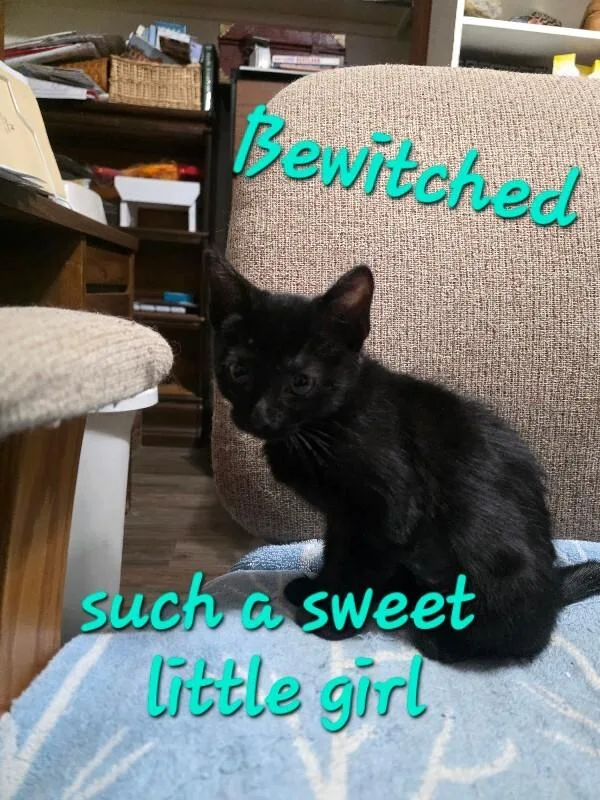 Bewitched